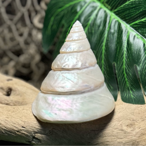 LARGE PEARLIZED COMMERCIAL TROCHUS TOP SHELL DISPLAY COLLECTOR SEASHELL COASTAL - Picture 10 of 15
